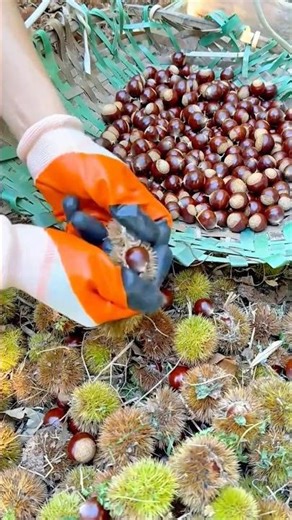 Harvesting Chestnuts by Carefully Removing Them from Their Spiky Shells