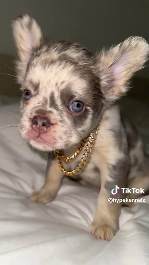 Fluffy French Bulldog Puppies: Adorable & Playful