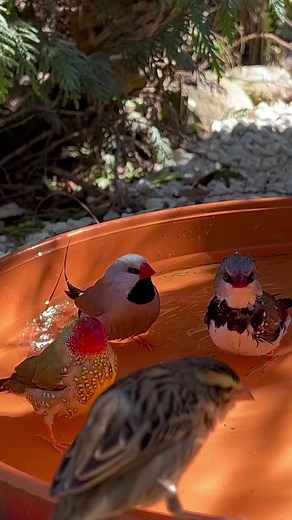 Finches Bathing in Outdoor Bird Aviary | Birds