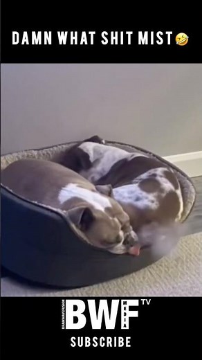 What A Shit Mist 😂🐶 #Dogfart