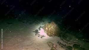 Large group of reef sharks continuously swim ocean in dark in spotlight. This group dynamic allows Reef Sharks to maximize their chances of success when hunting and to defend themselves against larger