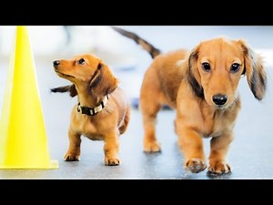 How to educate an energetic baby dachshund [Puppy Education]