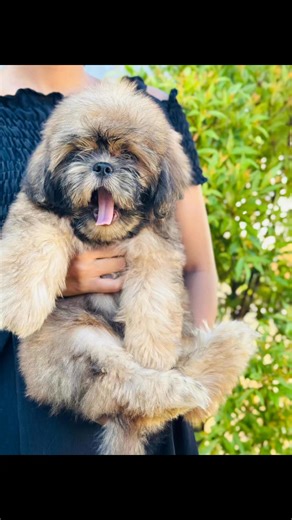 Shitzu puppy for sale 65,000 Female puppy | Shitzu Puppies