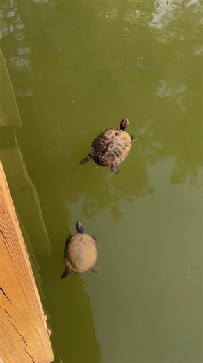 What if I had a shell? Would I swim like a turtle? 🐢