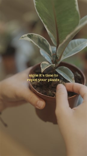 soilboy® on Instagram: "There will be signs to know when it’s time to repot your plants 🆘 Other indicators include roots sticking out of the pot or drainage hole and yellowing leaves, particularly when you’ve had the plant for a while 👀"
