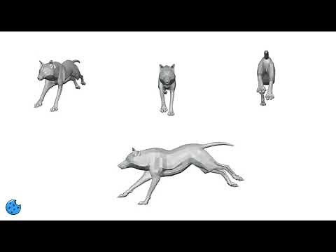 Wolf Run Cycle Animation