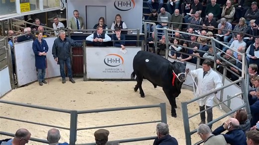 5.8K views · 31 reactions | Sale of Aberdeen Angus Bulls Friday 9th May 2025 Borderway Mart, Carlisle Watch as lot 41: Ettrick Ringleader From Firm of G Gray Achieves 10,000gns | Aberdeen-Angus Cattle Society | Facebook