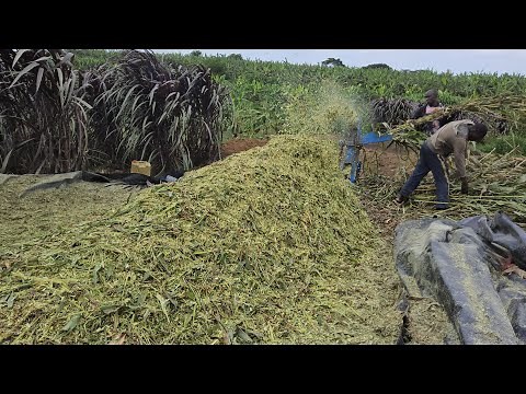 How to make good maize and sorghum silage