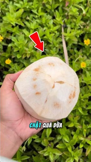Cut open the coconut before drinking to avoid severe shock.