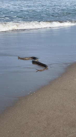 Exploring Bali: Snake Encounters on the Beach