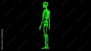 3D skeleton rotates on black bg. Object dissolved green flickering particles 60 FPS. Business advertising backdrop. Science medical concept. For title, text, presentation. 3D animation.