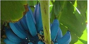 These Blue Java Bananas Taste Just Like Ice Cream