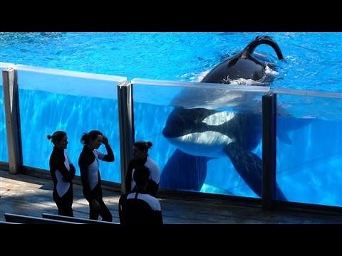 SeaWorld Killer Whale Tilikum Dies