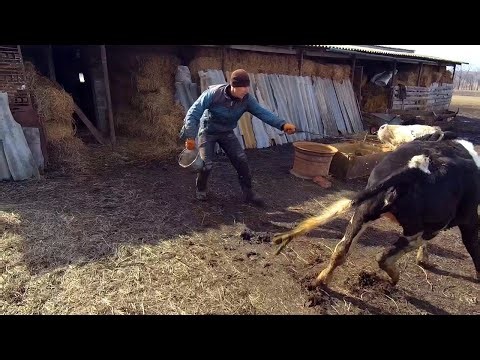 Real Farm Life Compilation | Feeding Cows, Pigs & Daily Rural Work