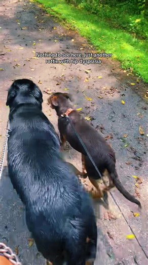 Understanding Hip Dysplasia in Rottweilers