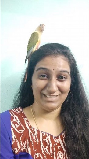 How to Tame a pineapple conure parrots - Calls, playing with them, & more!