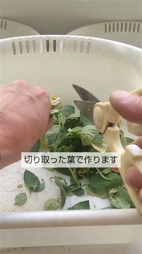 腐葉土は買わないで！害虫が心配なので！必要な腐葉土は切り取った葉で作ります