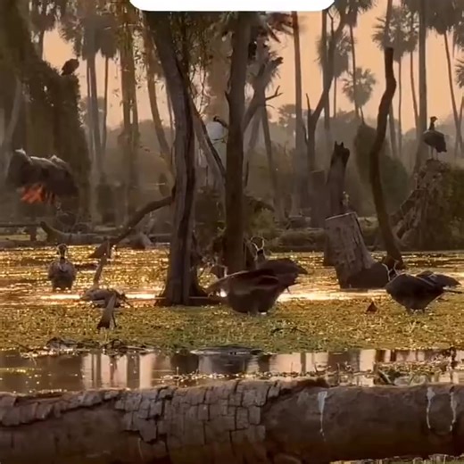 𝗔𝗿𝗴𝗲𝗻𝘁𝗶𝗻𝗮’𝘀 𝗦𝘁𝗮𝗿 𝗠𝗮𝗿𝘀𝗵: 𝗔 𝗦𝘂𝗿𝗿𝗲𝗮𝗹 𝗦𝗰𝗲𝗻𝗲 𝗜𝗻 𝗙𝗼𝗿𝗺𝗼𝘀𝗮 Hard to believe this place is real—and even harder to believe it is in northern Argentina. Bañado La Estrella, in Formosa, is one of South America’s largest wetlands, a 400,000‑hectare maze of flooded forests, ghost trees, palm groves and mirror‑like water that earned it a spot among Argentina’s Seven Natural Wonders. Here, dirt roads vanish into water, sunsets seem to stretch forever and the soundtrack i