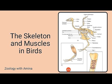 Skeleton and muscles of birds | Skeletal adaptations for flight in birds
