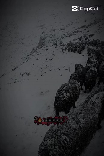 Black Sheep Herd Walking Through Snowy Mountains