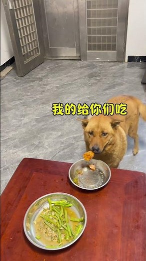 The Dog's Heart Is Full Of The Owner! #the joy of raising a dog