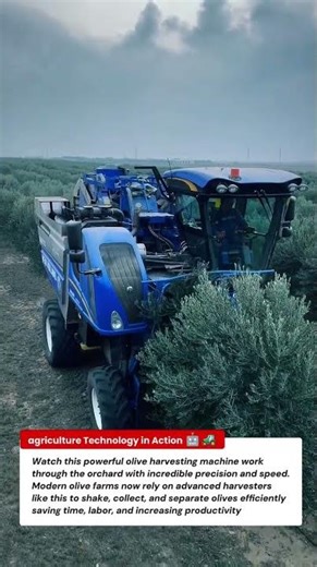 Amazing Olive Harvesting Machine in Action | Modern Olive Farm Technology
