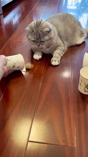 62K views · 96 reactions | Cat Intelligence Test game #cat #test #intelligence #virałreels #reelviralfb | Mazo Edit'z | Facebook