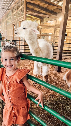 Lynette Yoder on Instagram: "She was having the best day ever! Feeding goats, pigs, llamas, calves, taking pony rides & more! Hershberger’s Farm & Bakery in Berlin, OH is lots of fun! Oaklynn absolutely loves animals! So this was perfect! Have you ever visited? I know some of you have, because I met several of you all there!👌🏽😄 . #holmescounty #hershbergersfarmandbakery #touristythings #amishcountry #oaklynnraeyoder"