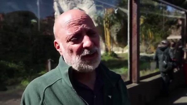 2.4K views · 101 reactions | A zoo in Rome presented its new addition, a critically endangered Sumatran tiger cub. Bioparco Zoo curator Yitzhak Yadid says the cub, named Kala, is curious and developing well | Reuters | Facebook