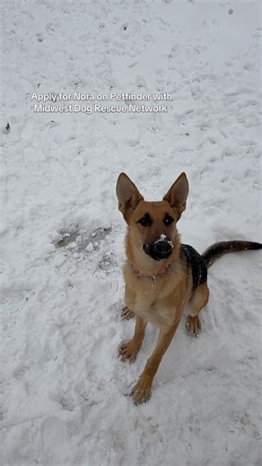 Midwest Dog Rescue Network on Reels