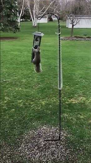 సూపర్ Smart Squirrels! Bird Feeder Theft