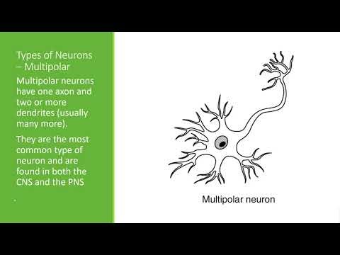 BIO 210 Chapter 12 PPT Recording