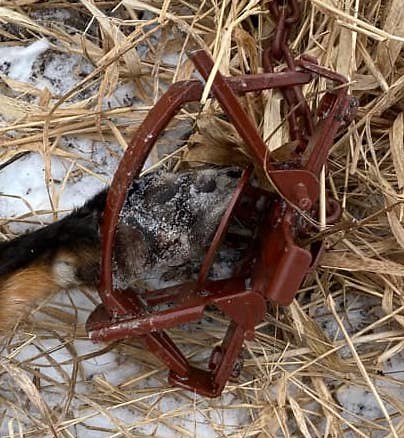 Can an MB 450 Trap Coyote, Fox, or Raccoon? | THF Outdoors