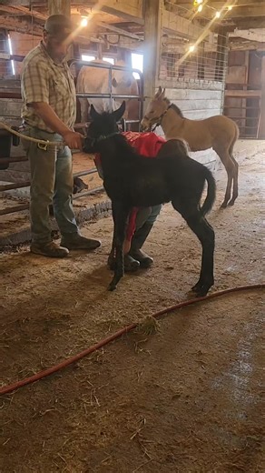 Catalina the Funny Mule: A First-Time Experience