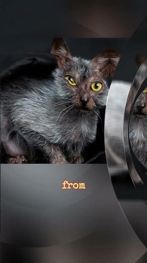 Lykoi Cat: The Mysterious Werewolf Cat