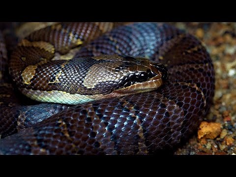 Puff-faced Water Snake: Singapore Snakes
