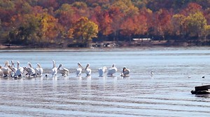 48 reactions · 21 shares | Make time this fall to drive along the Cherokee Hills Byway. With 84 miles of breathtaking scenery and foliage, this scenic drive is a road tripper’s dream. The Cherokee Hills Byway includes a variety of cultural, historical and interesting locations for every type of traveler. Plan your trip today at VisitCherokeeNation.com. | Visit Cherokee Nation | Facebook