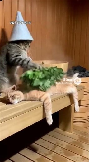 Cat Spa Day: Relaxing Sauna & Leaf Massage! 🐱🌿🧖‍♂️