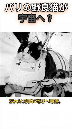 パリの野良猫が宇宙へ？ #雑学 #豆知識