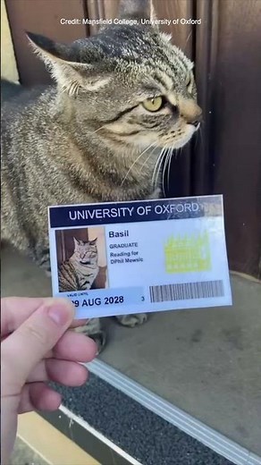 When the Mansfield cats forget their Oxford student cards…🐈 #OxfordUniversity