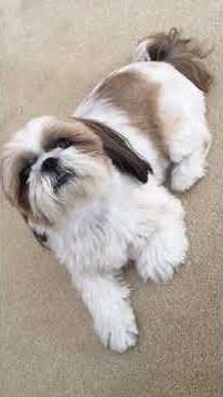 Shih Tzu talking back