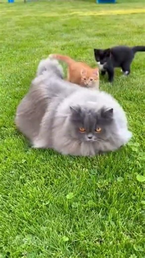 Big Lulu and her tiny kittens! 🐾😭 #lulu_yacoub #cats #movelycat #catshorts #youtubeshorts