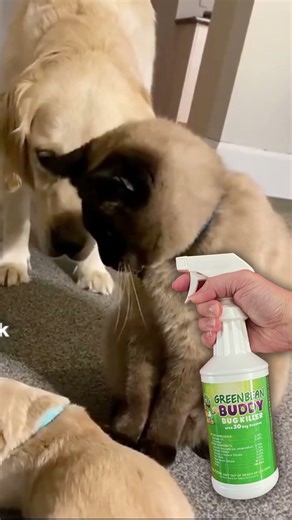 Got Fleas and a Baby at Home?