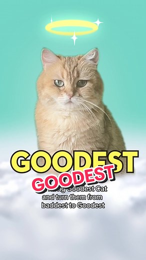 President Leet's Transformation with Goodest Cat: A Review