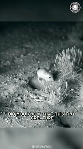 140K views · 2.1K reactions | Kangaroo Rat  The DESERT Jumper! This tiny rodent can leap like a kangaroo and survive without drinking water. It gets all its moisture from seeds and escapes danger with giant hops. You won’t believe how fast this little jumper moves at night! #wildlife #nature #animalfacts #animalvideos | 1 Minute Animals | Facebook