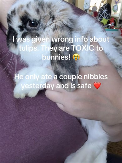 I feel so bad I shared wrong info in my last video! Thank you to everyone who corrected me! It’s been over 30 hours since he had a nibble and he’s safe ❤️ #bunnyoftiktok #rabbitcare #petsoftiktok #learningasigo #newbunnymom