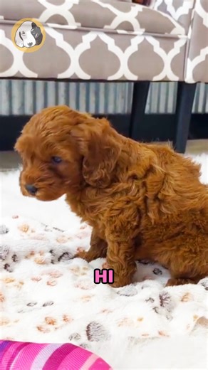 Central Park Puppies Inc. Helpful Tips | Bloom is a stunning F1b Cavapoo with a rich red coat and a personality that’s just as beautiful. She thrives on companionship and has the... | Instagram