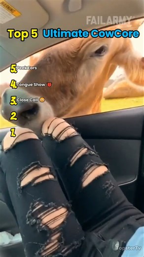 Top5 Ultimate CowCore ! 🐮