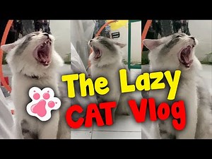 This Cat’s Yawn Will Make You Yawn Too – Try Not to Laugh!