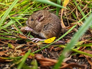How To Keep Voles Away From Your Garden, According To Experts